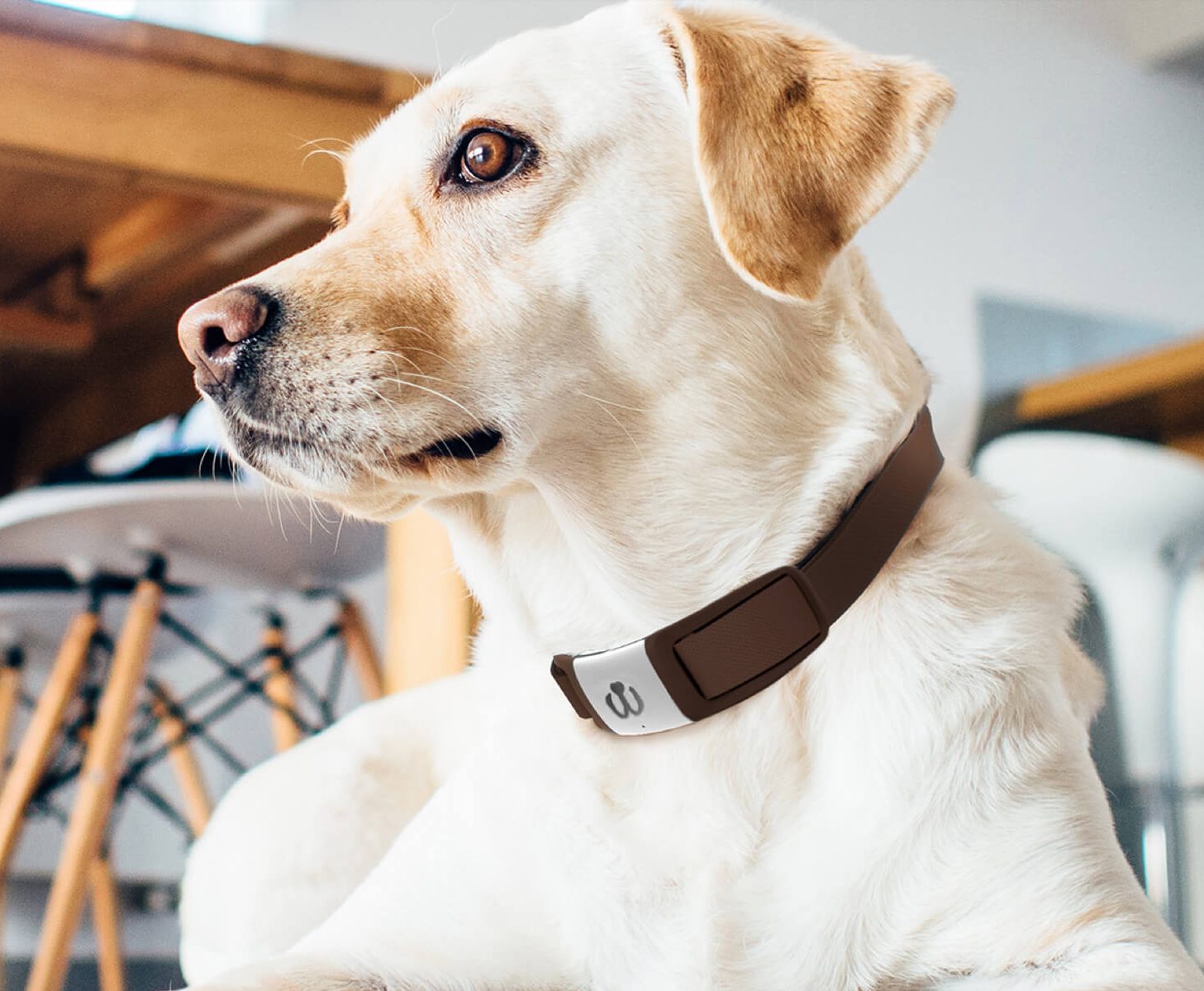 Waggit collar - dog health monitor